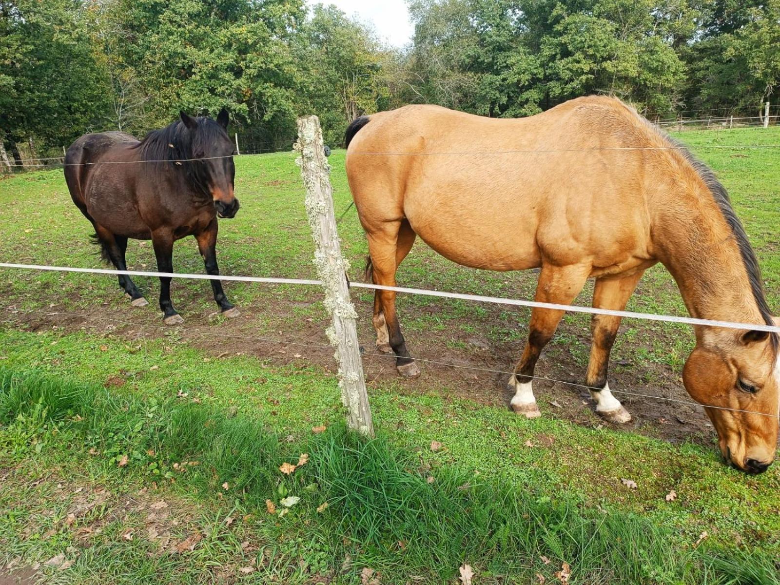 Cap Nature - T3 Et T4 En Perigord Vert - Ideal Pros Et Groupes Max 18P Champniers-et-Reilhac Exterior foto